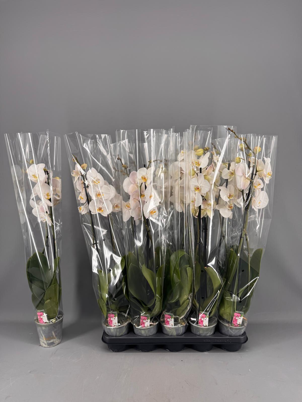 Горшечные цветы и растения оптом Phal Ov Wit от 10шт из Голландии с доставкой по России