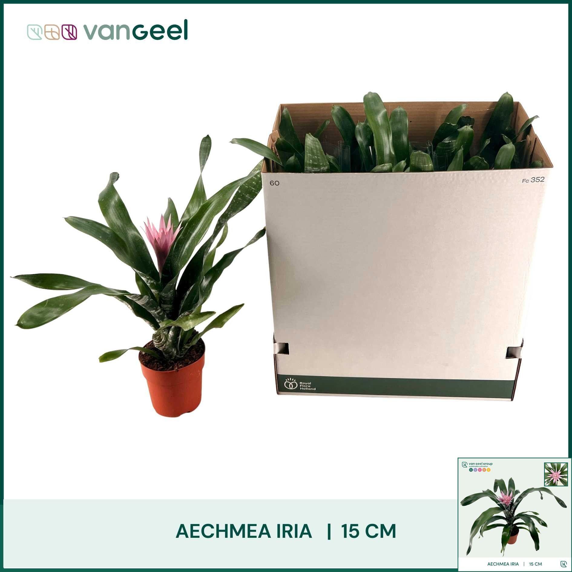 Горшечные цветы и растения оптом Aech Ov от 7шт из Голландии с доставкой по России