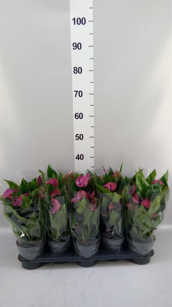 Горшечные цветы и растения оптом Anthurium Andr. pure Purple от 10шт из Голландии с доставкой по России