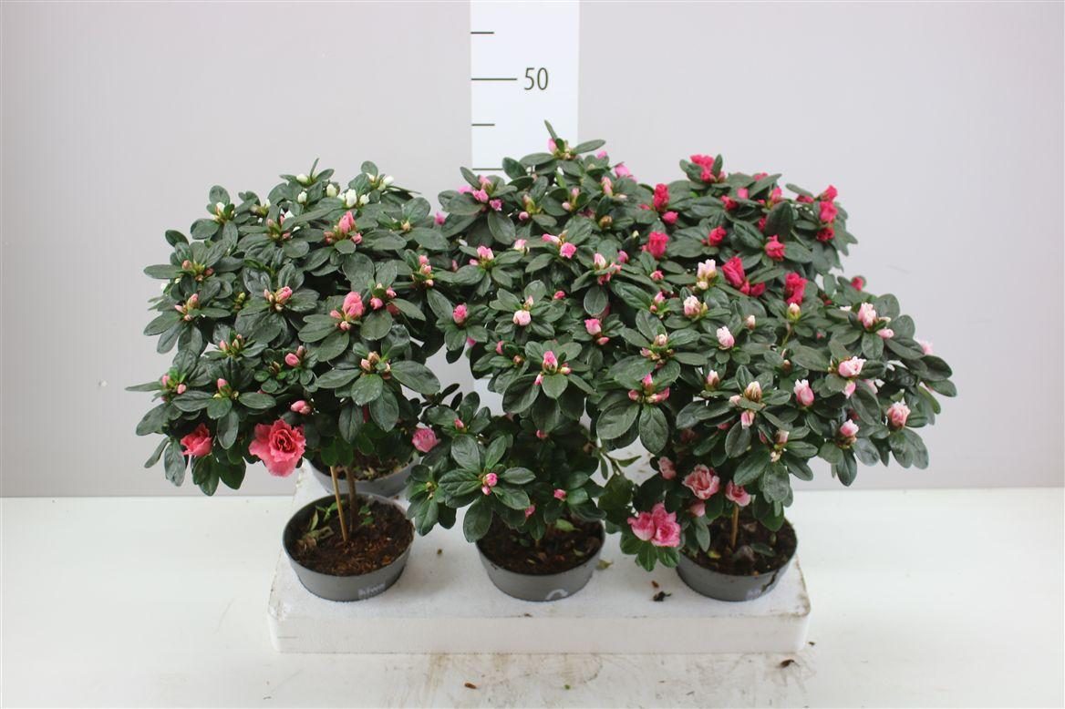 Горшечные цветы и растения оптом Rhododendron Si Mix Op Stam от 6шт из Голландии с доставкой по России