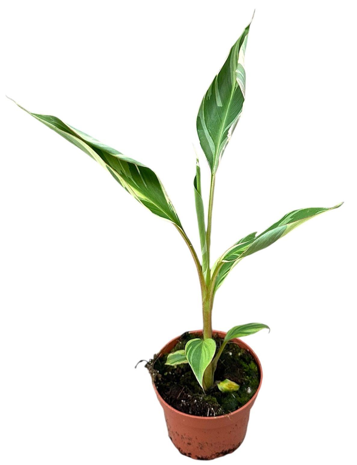 Горшечные цветы и растения оптом Musa Nono от 1шт из Голландии с доставкой по России