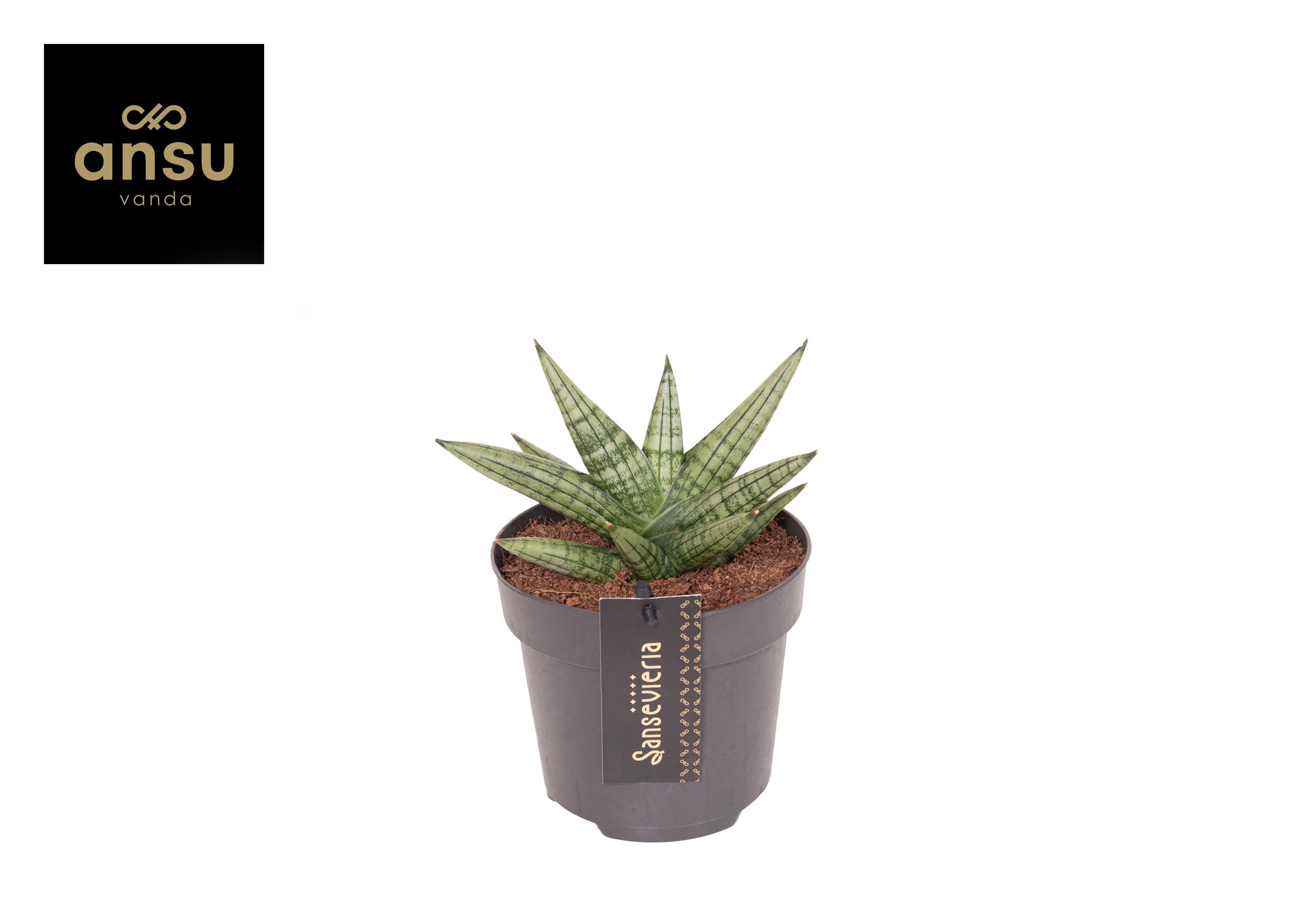 Горшечные цветы и растения оптом Sansevieria Inti Mini No. 4 от 6шт из Голландии с доставкой по России