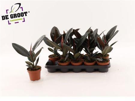 Горшечные цветы и растения оптом Ficus El Abidjan от 10шт из Голландии с доставкой по России