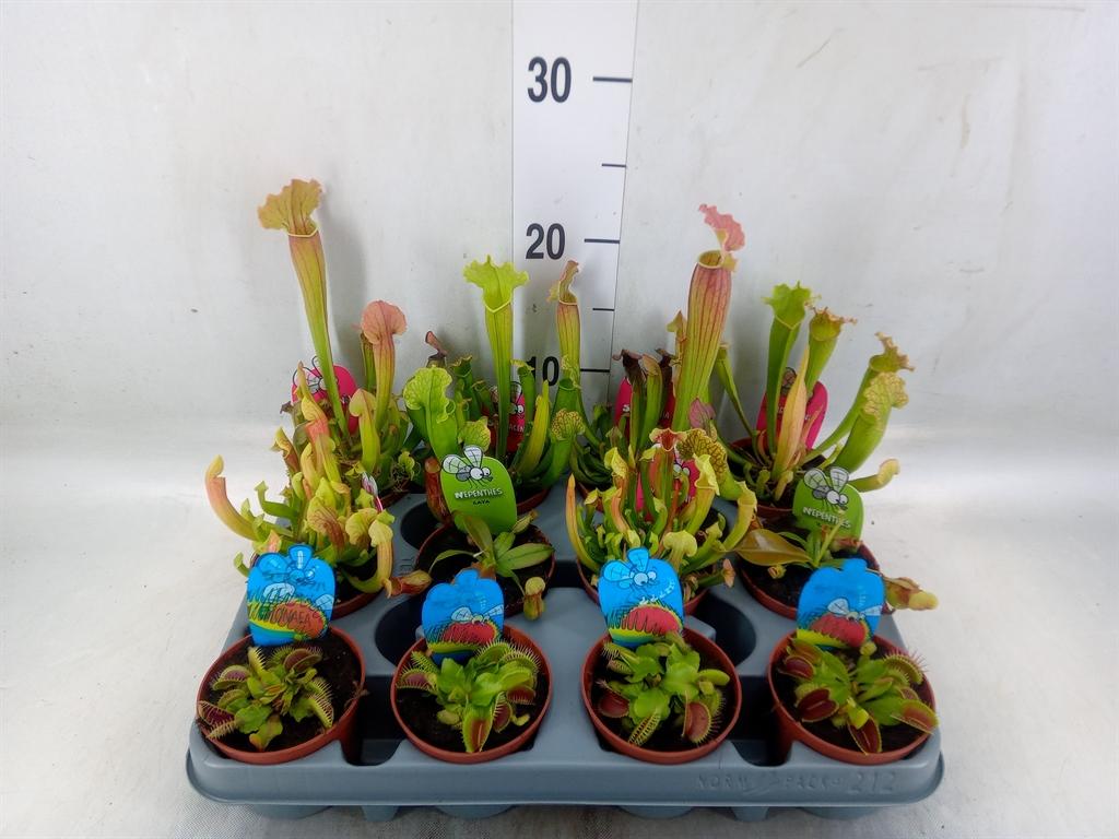 Горшечные цветы и растения оптом Vleesetende Planten от 12шт (для телеги) из Голландии с доставкой по России