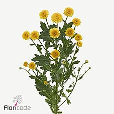 Срезанные цветы оптом Chrys sa miller orange от 75шт из Голландии с доставкой по России