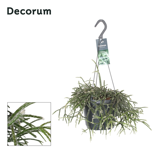 Горшечные цветы и растения оптом Rhipsalis Pilocarpa (decorum) от 6шт из Голландии с доставкой по России