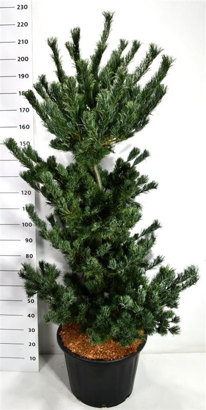 Горшечные цветы и растения оптом Pinus Parv Tempelhof от 1шт из Голландии с доставкой по России