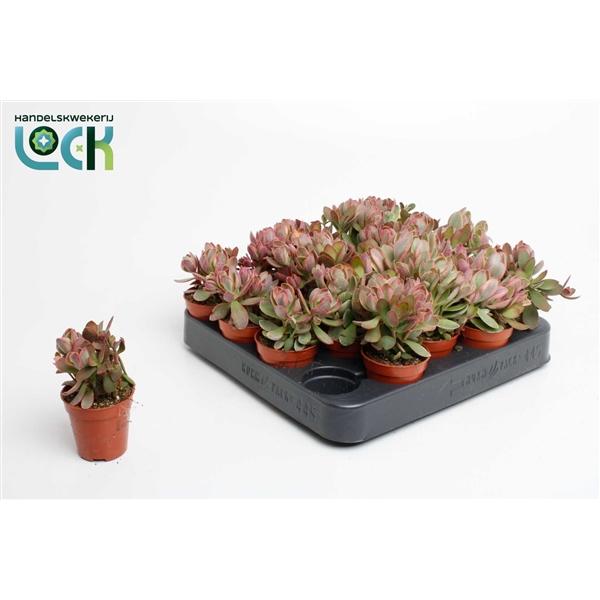 Горшечные цветы и растения оптом Crassula Moneymaker Varigata от 20шт (для телеги) из Голландии с доставкой по России