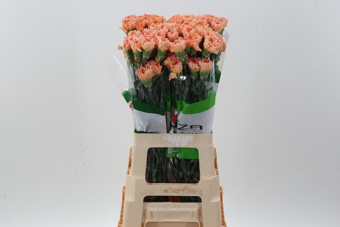 Срезанные цветы оптом Dianthus st goldy от 160шт из Голландии с доставкой по России