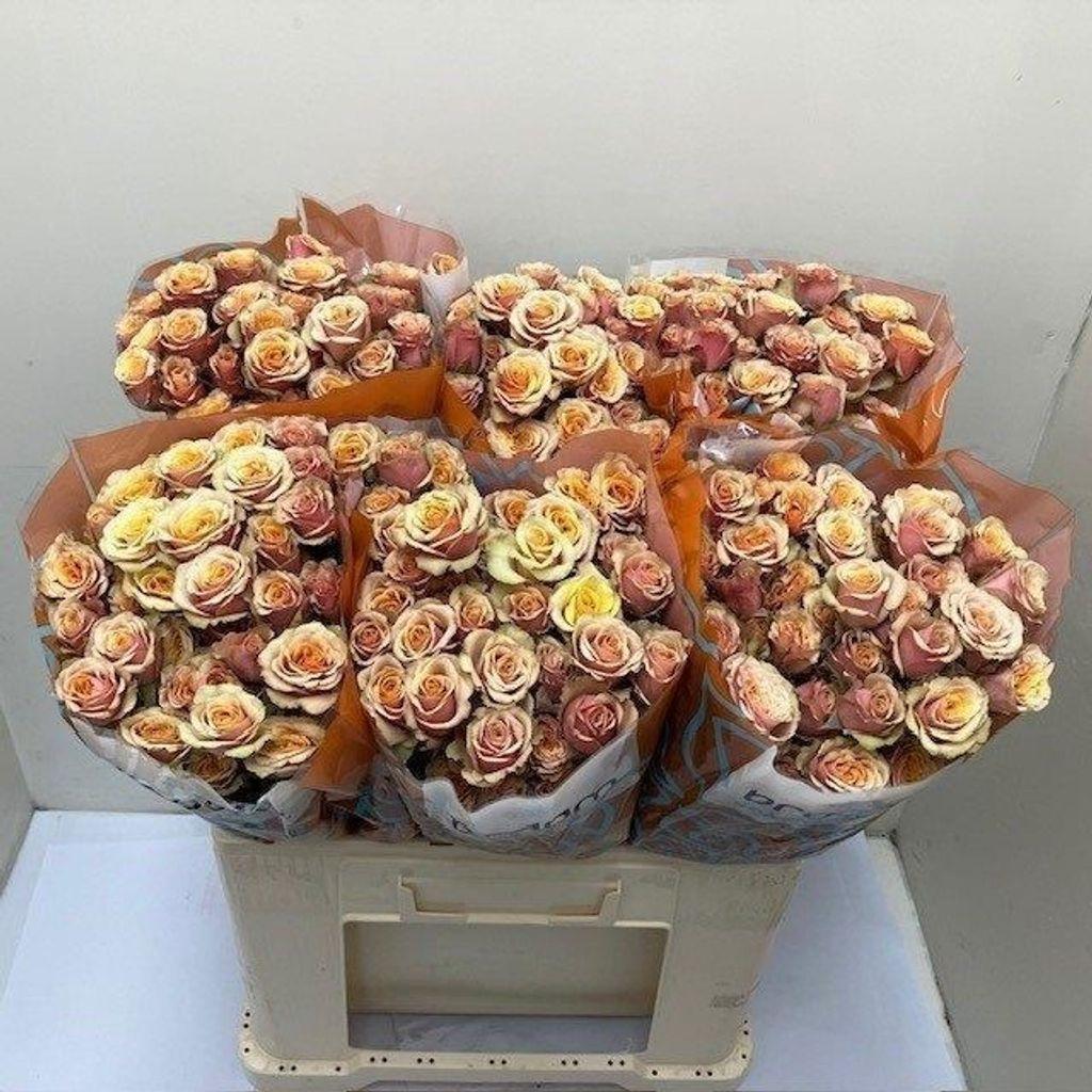 Срезанные цветы оптом Rosa spray antigua от 60шт из Голландии с доставкой по России