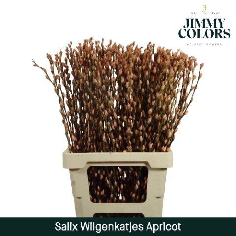 Срезанные цветы оптом Salix paint pussy willow apricot от 50шт из Голландии с доставкой по России