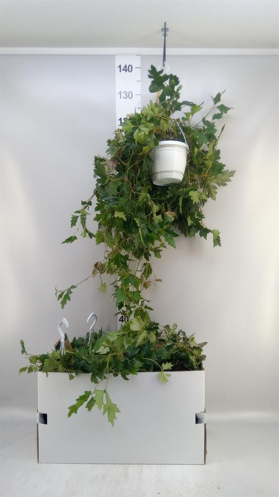 Горшечные цветы и растения оптом Cissus Rhombifolia ellen Danica от 3шт из Голландии с доставкой по России