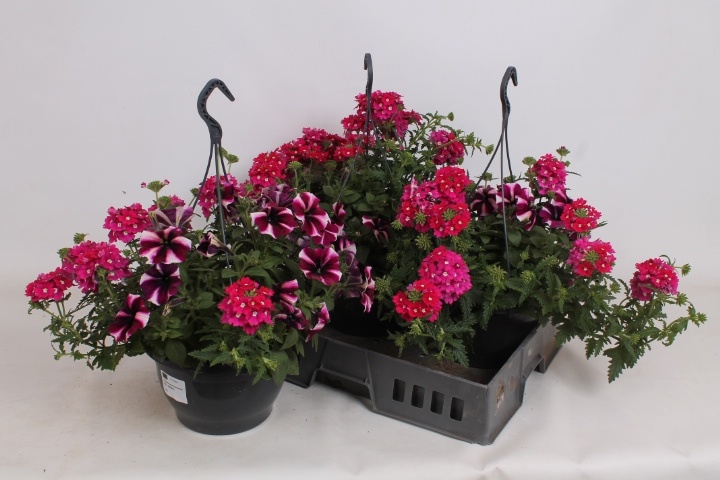 Горшечные цветы и растения оптом Hanging Baskets от 3шт из Голландии с доставкой по России