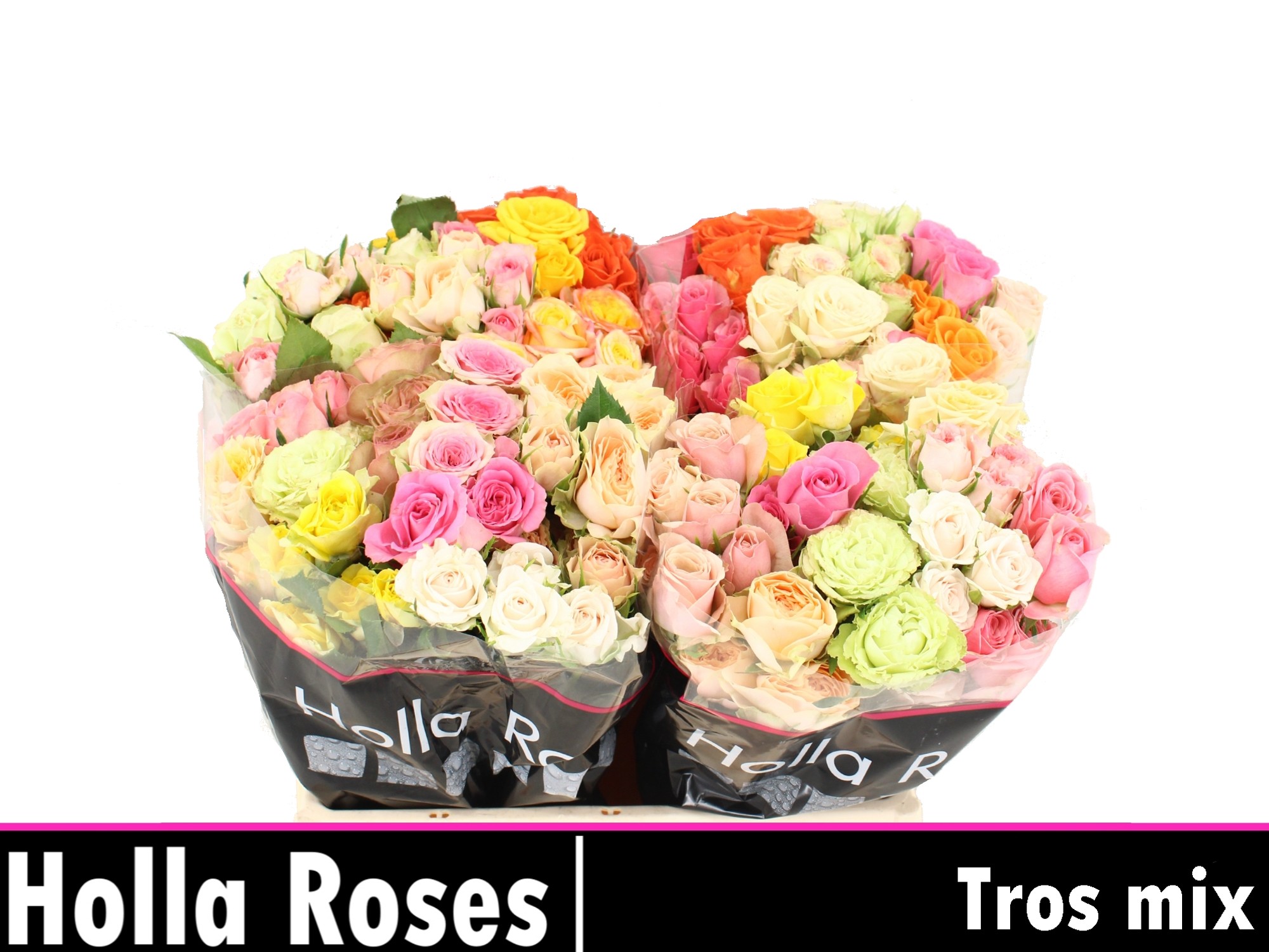 Срезанные цветы оптом Rosa spray mix in bucket от 60шт из Голландии с доставкой по России