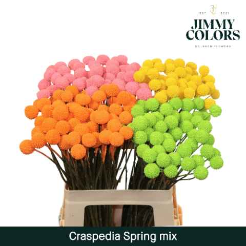 Срезанные цветы оптом Craspedia paint mix spring от 200шт из Голландии с доставкой по России