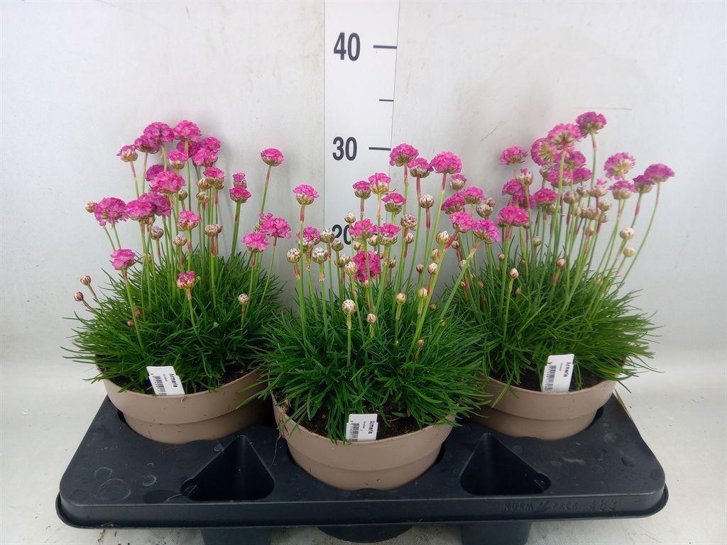 Горшечные цветы и растения оптом Armeria Maritima от 3шт из Голландии с доставкой по России