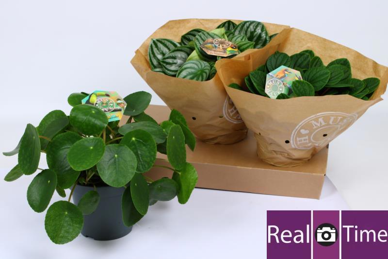 Горшечные цветы и растения оптом Pep Mixk от 3шт из Голландии с доставкой по России