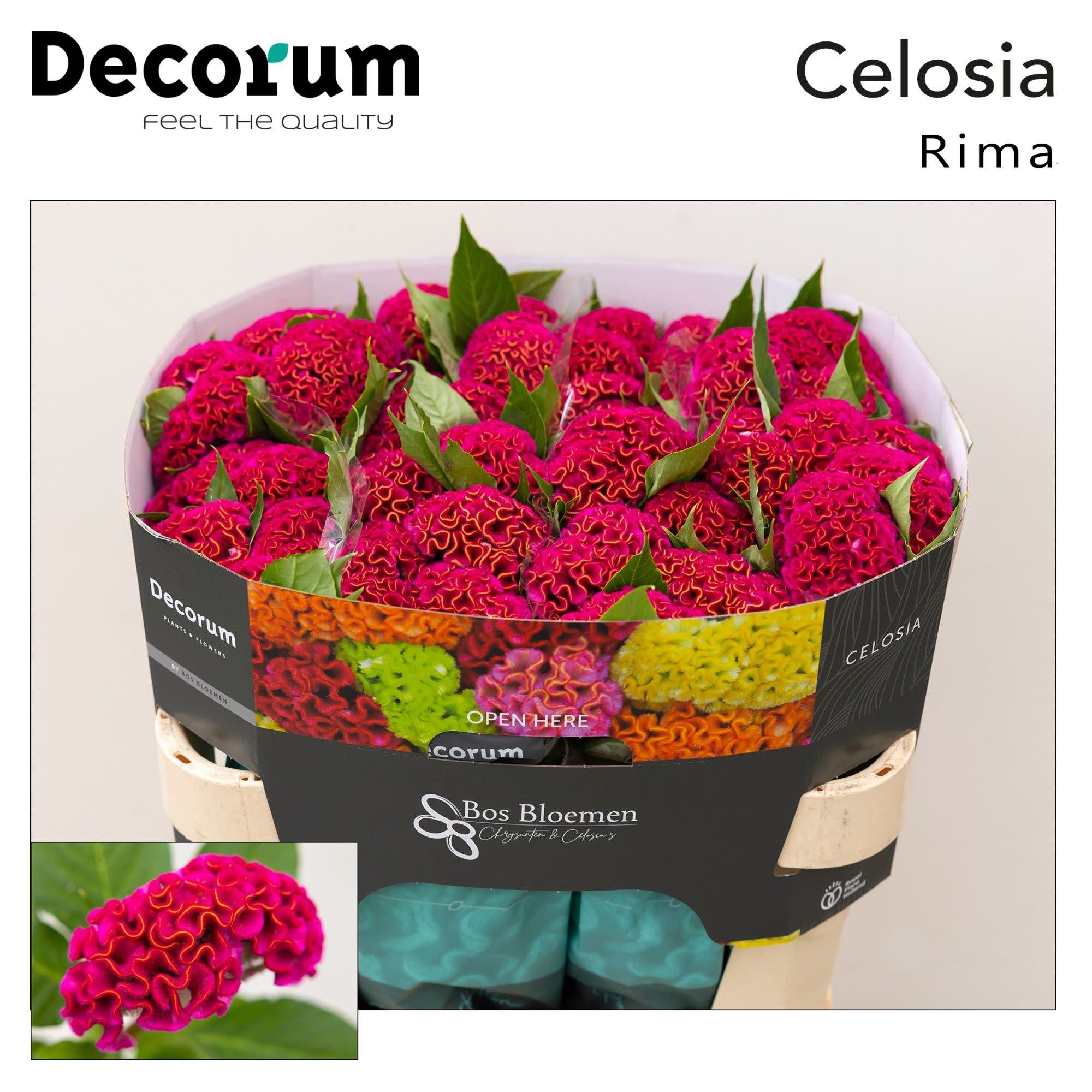 Срезанные цветы оптом Celosia act rima от 40шт. из Голландии с доставкой по России Срезанные цветы оптом Celosia act rima от 40шт. из Голландии с доставкой по России