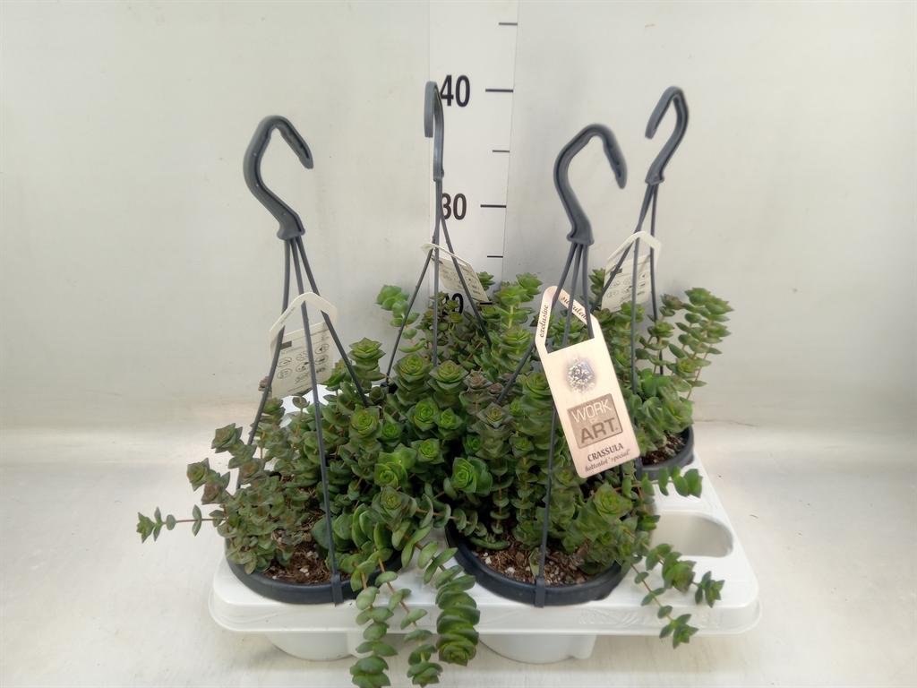 Горшечные цветы и растения оптом Crassula   ... от 4шт из Голландии с доставкой по России