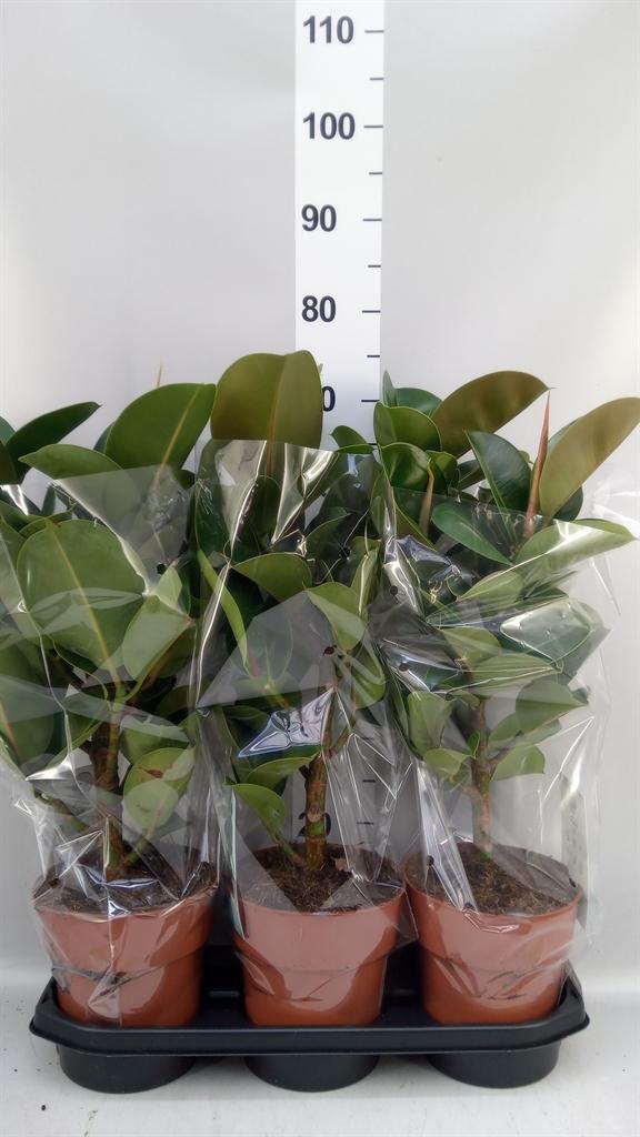 Горшечные цветы и растения оптом Ficus Elastica cloe от 3шт из Голландии с доставкой по России