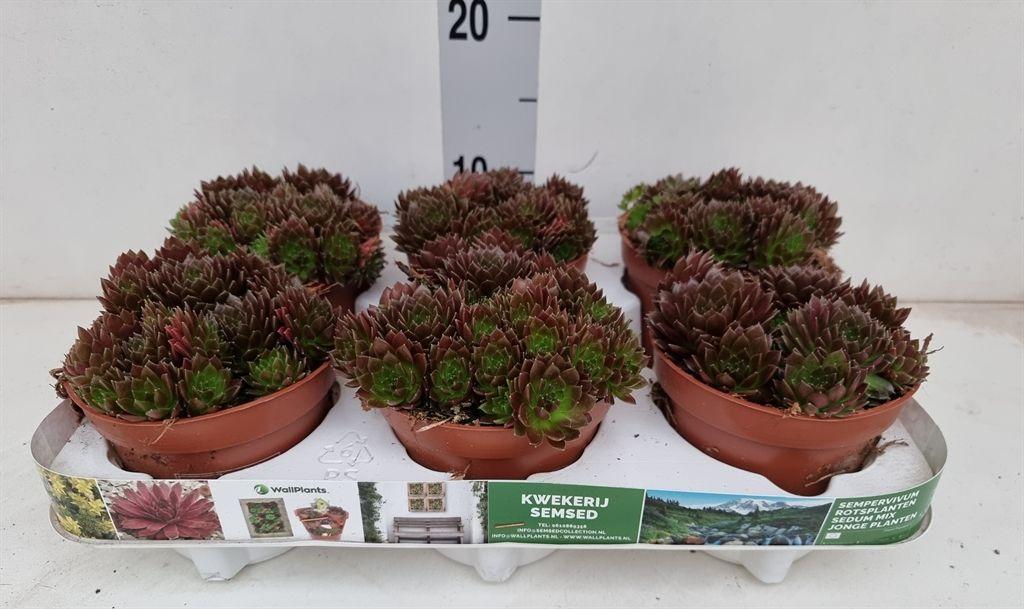 Горшечные цветы и растения оптом Sempervivum   ... от 6шт из Голландии с доставкой по России