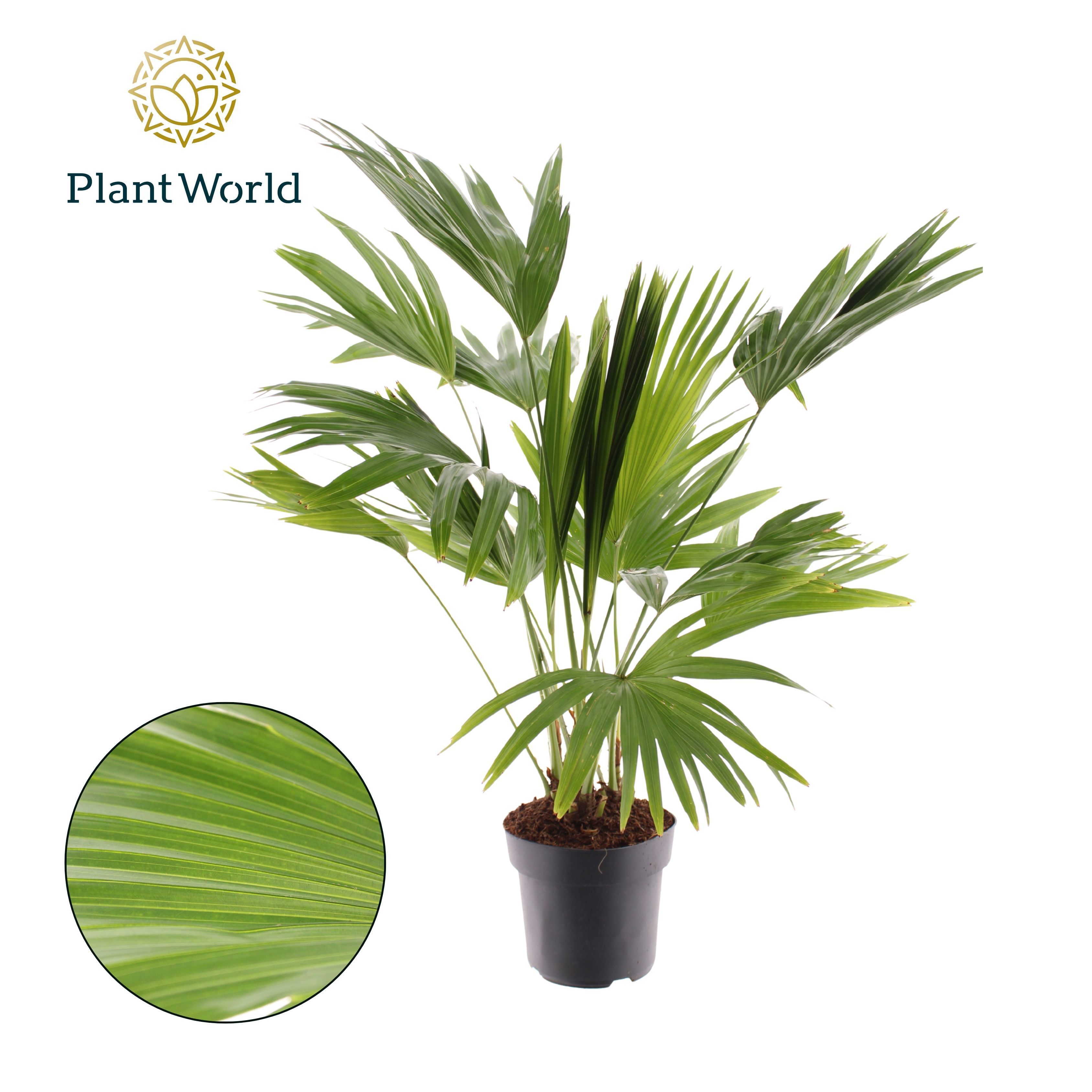 Горшечные цветы и растения оптом Livistona Rotundifolia 3pp от 1шт из Голландии с доставкой по России