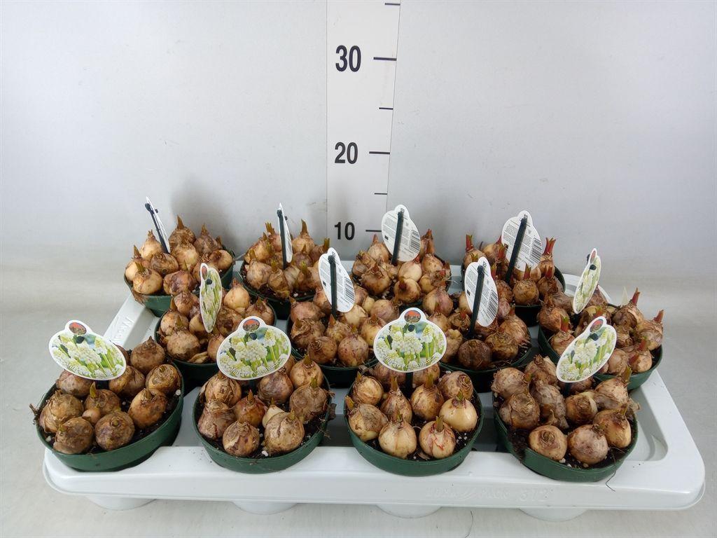 Горшечные цветы и растения оптом Muscari   ... от 12шт из Голландии с доставкой по России