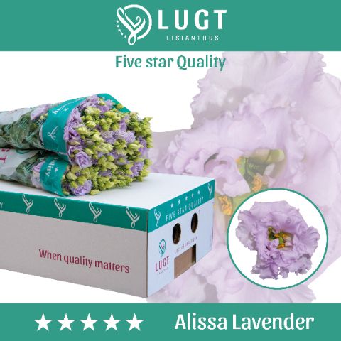 Срезанные цветы оптом Lisianthus do alissa lavender от 50шт. из Голландии с доставкой по России