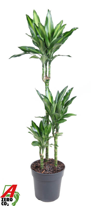 Горшечные цветы и растения оптом Drac Cintho 60-30-15 от 1шт из Голландии с доставкой по России