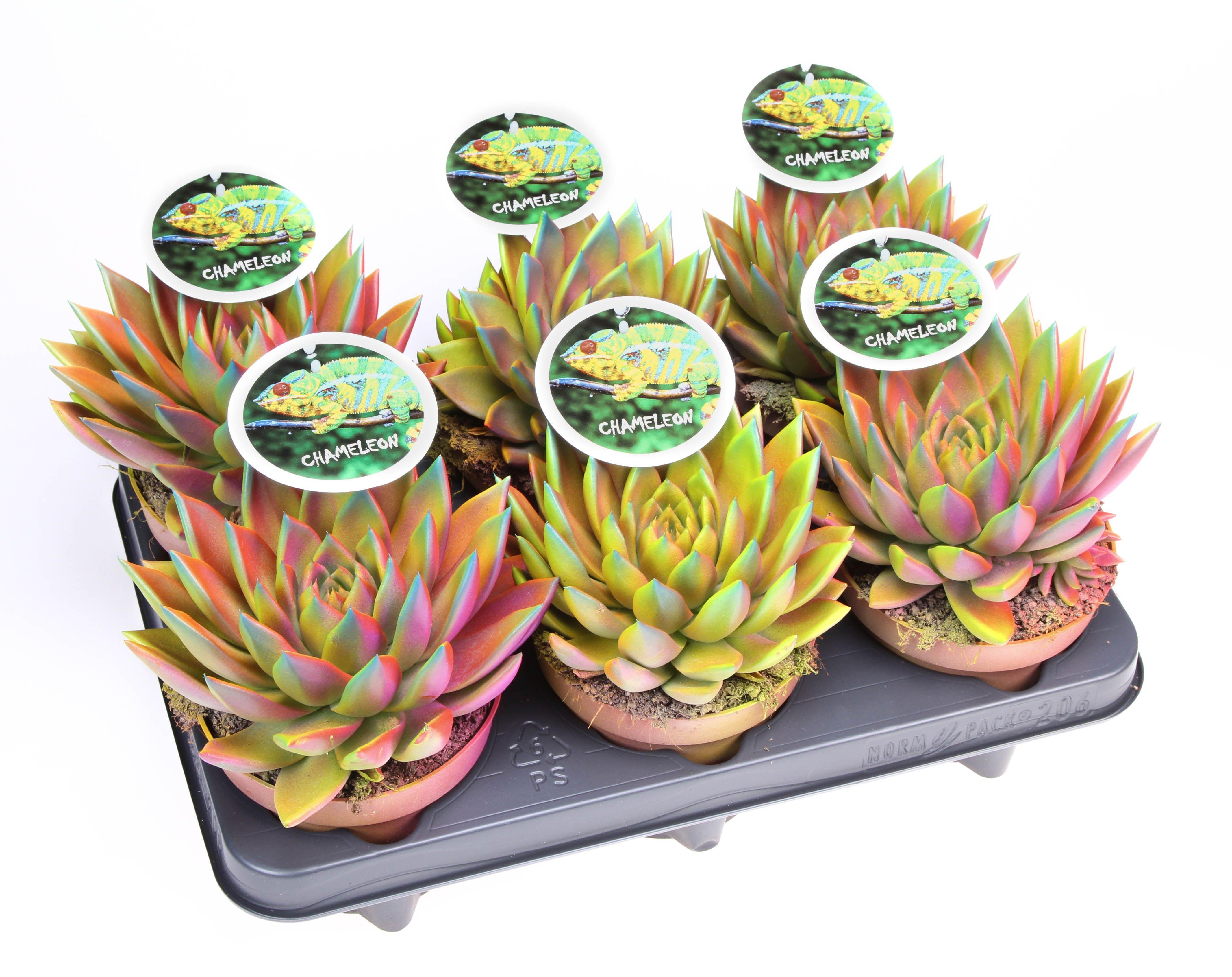 Горшечные цветы и растения оптом Echeveria Chameleon Special от 6шт из Голландии с доставкой по России