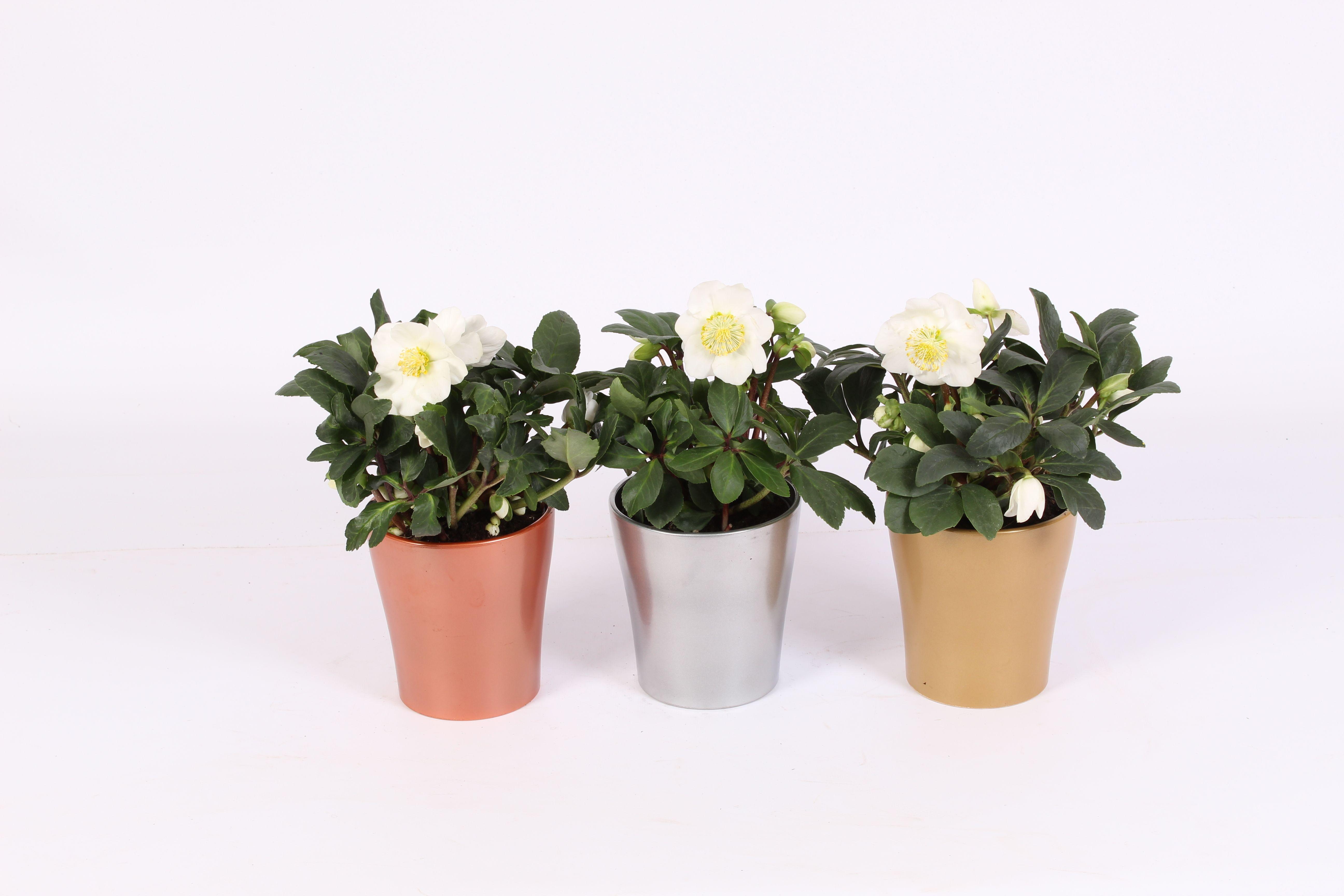 Горшечные цветы и растения оптом Helleborus Christmas Carol In Pot Stefanie 3 Ass. от 6шт из Голландии с доставкой по России