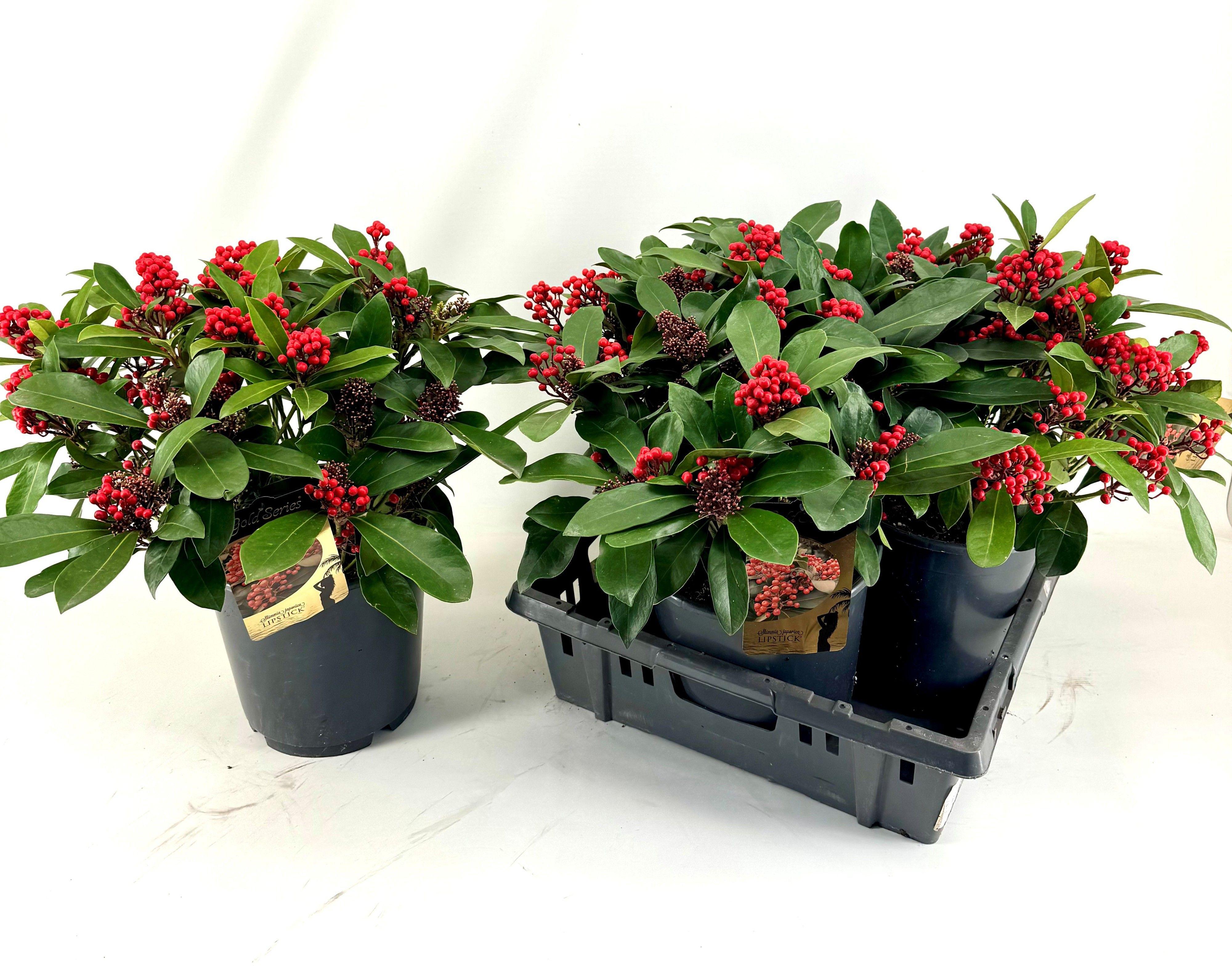 Горшечные цветы и растения оптом Skim J Lipstick от 3шт из Голландии с доставкой по России