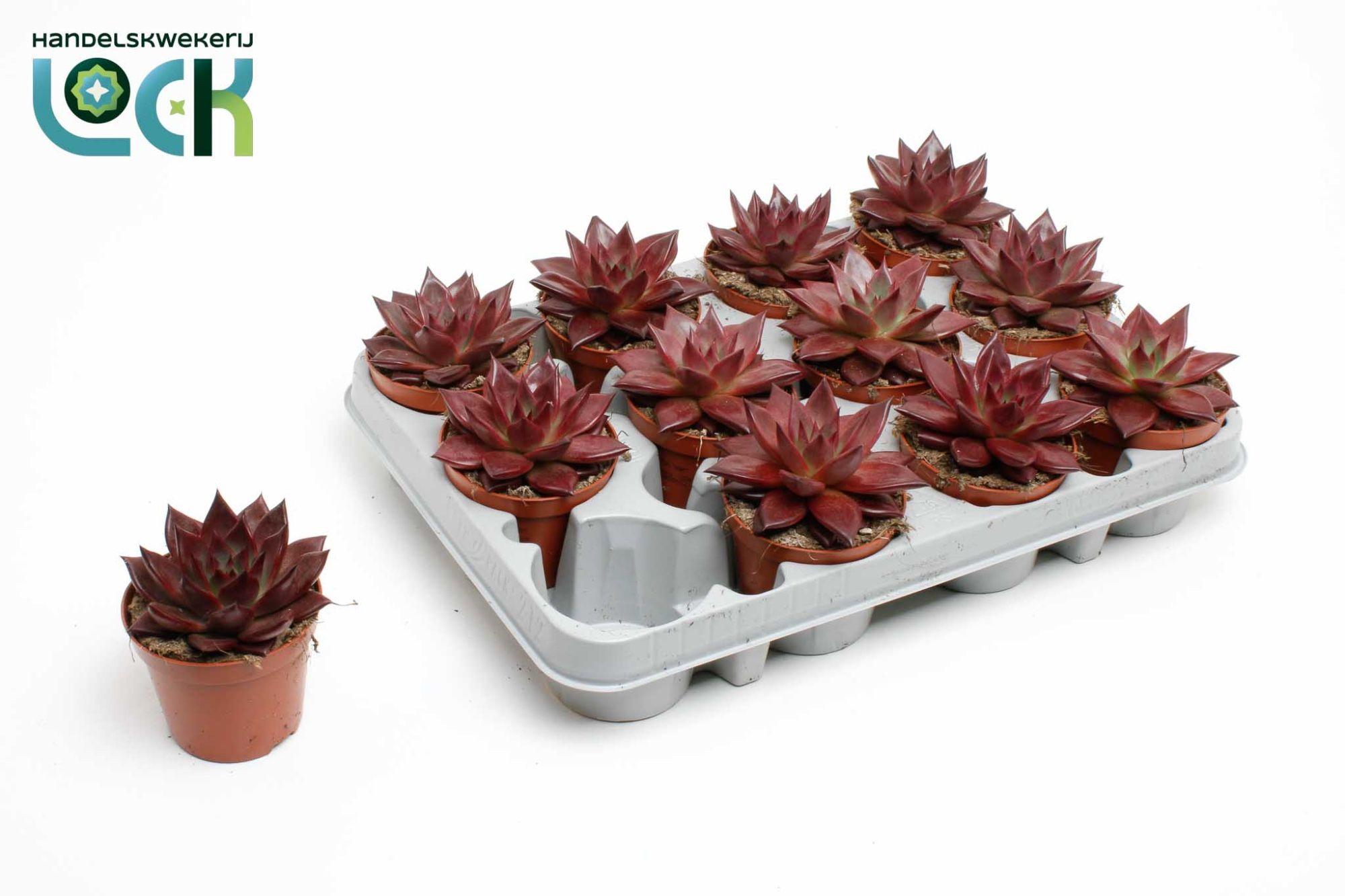 Горшечные цветы и растения оптом Echeveria Taurus от 12шт (для телеги) из Голландии с доставкой по России
