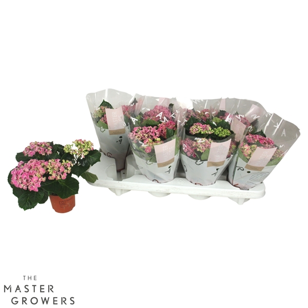 Горшечные цветы и растения оптом Hydrangea Ma Curly Wurly Pink 3+ от 8шт из Голландии с доставкой по России