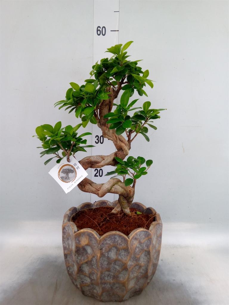 Горшечные цветы и растения оптом Ficus Ginseng от 1шт из Голландии с доставкой по России