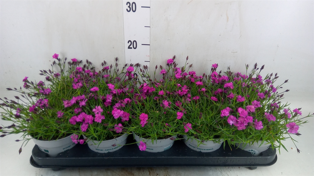 Горшечные цветы и растения оптом Dianthus Deltoides от 10шт из Голландии с доставкой по России