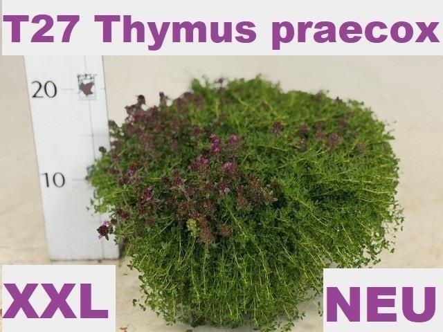 Горшечные цветы и растения оптом Thym Praecox от 1шт из Голландии с доставкой по России