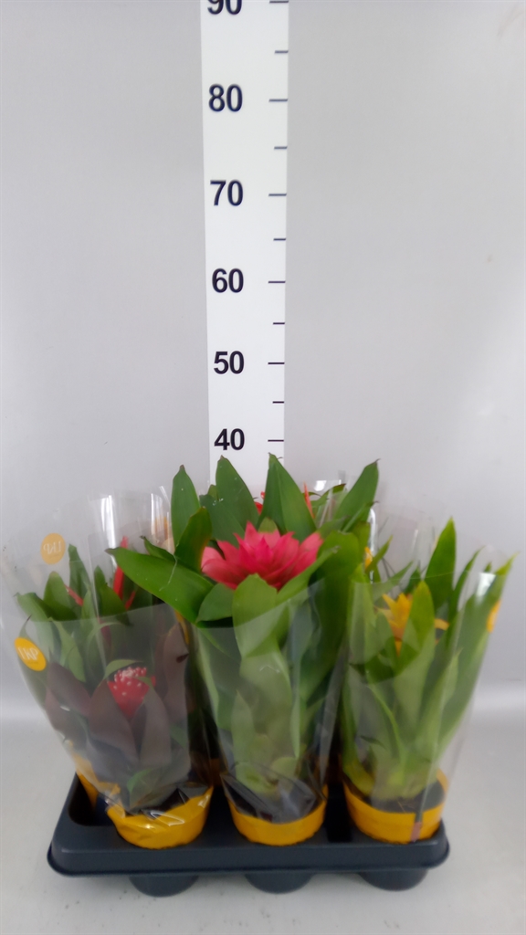 Горшечные цветы и растения оптом Bromelia ...mix от 9шт из Голландии с доставкой по России