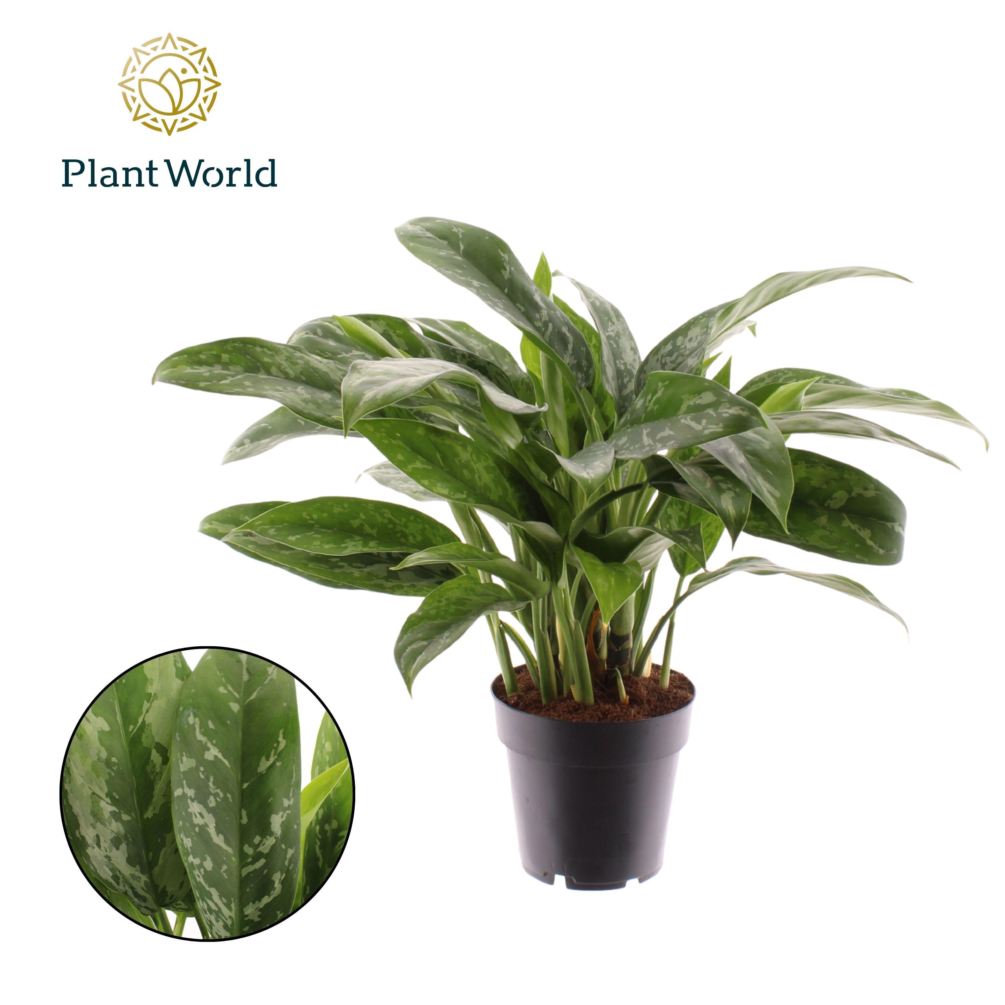 Горшечные цветы и растения оптом Aglaonema Green Lady от 7шт из Голландии с доставкой по России