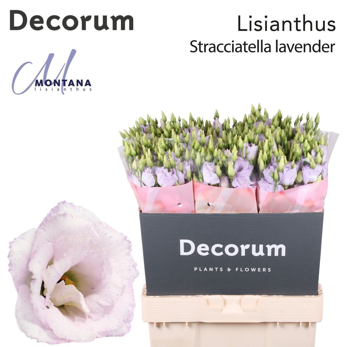 Срезанные цветы оптом Lisianthus do stracciatella lavender от 40шт.. из Голландии с доставкой по России