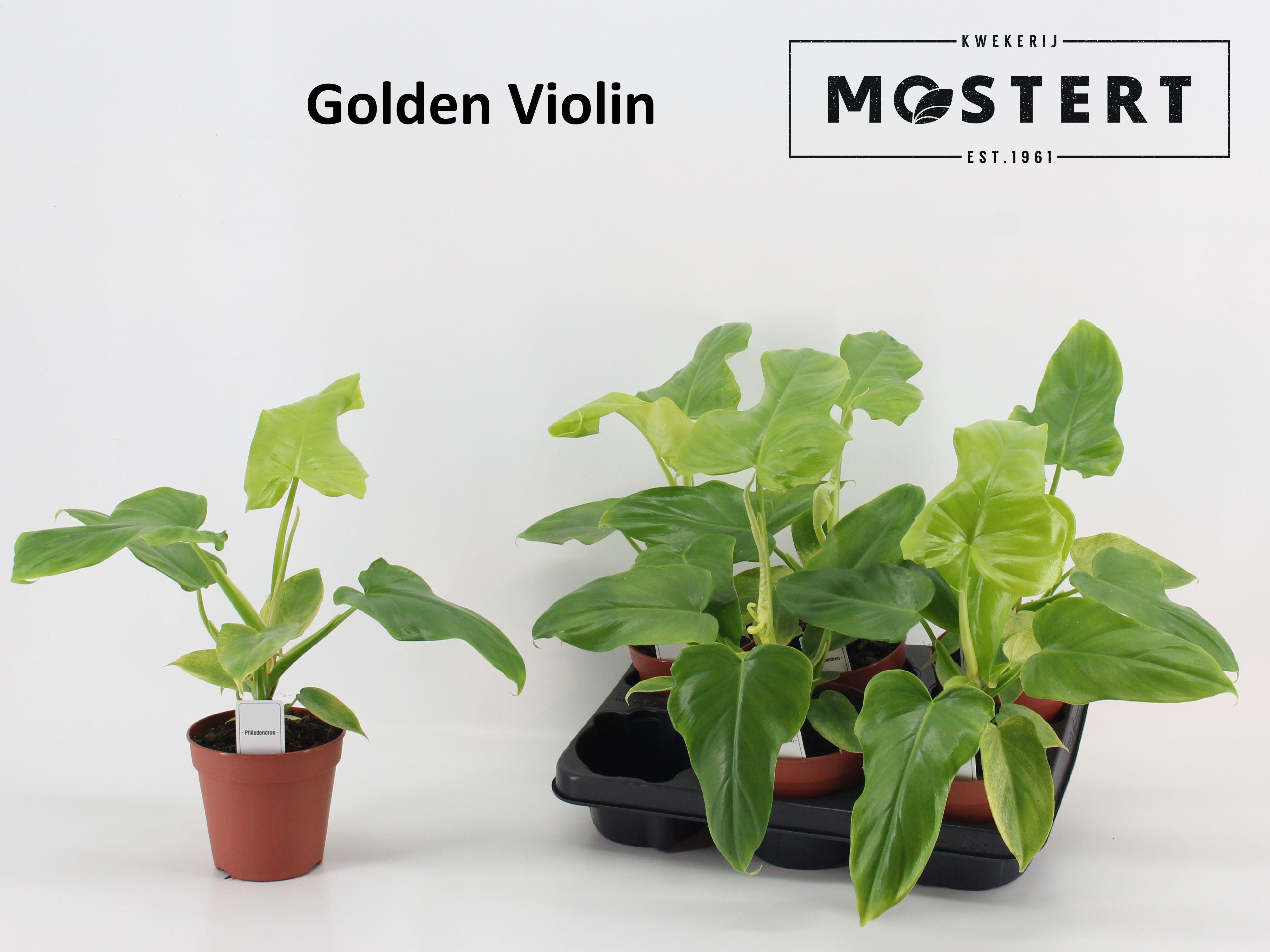 Горшечные цветы и растения оптом Phil Overig от 6шт из Голландии с доставкой по России