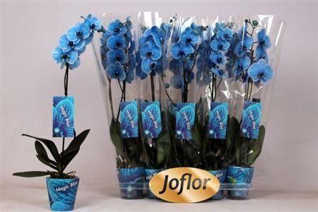 Горшечные цветы и растения оптом Phal **paint** Blue 1 Branche 9+ от 10шт из Голландии с доставкой по России