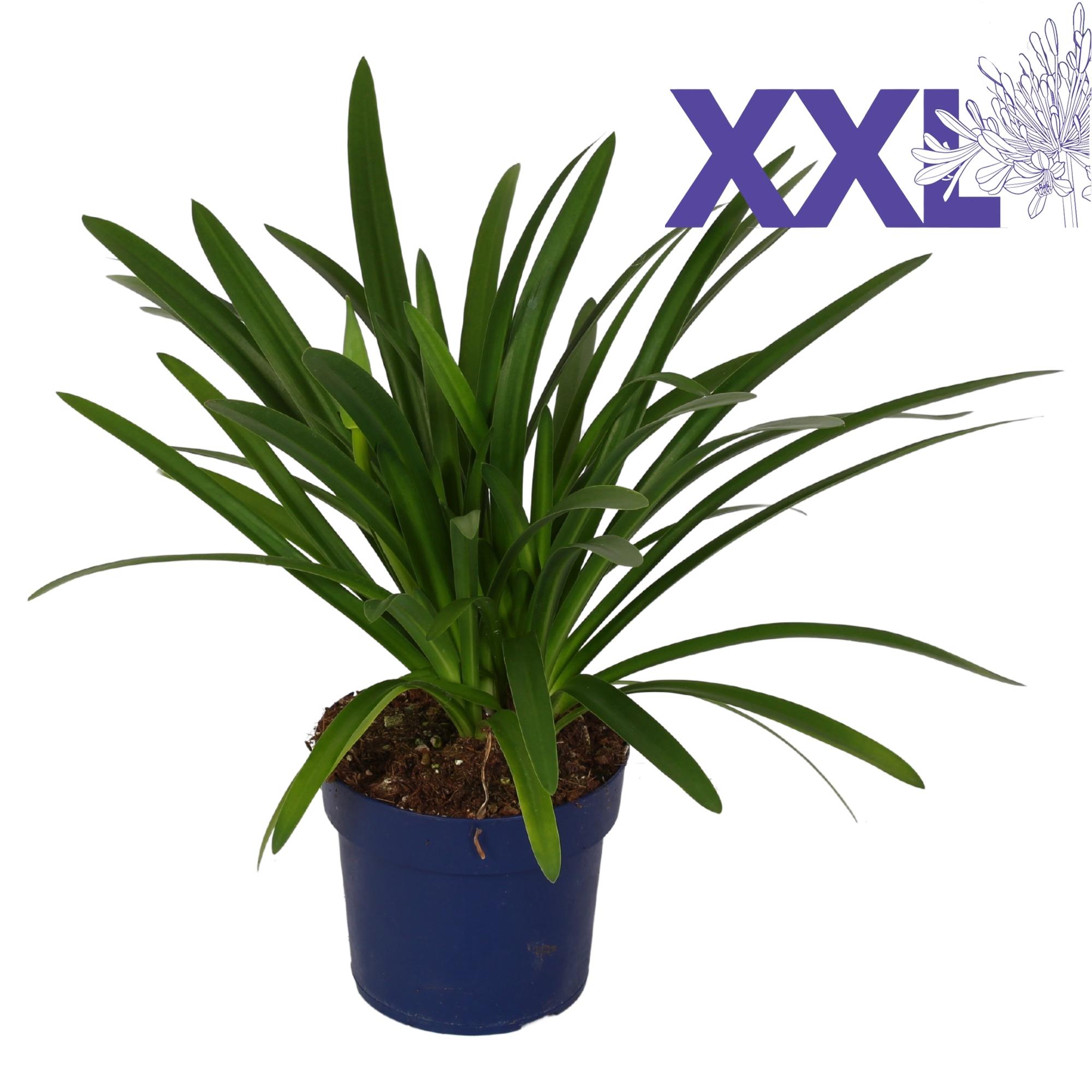 Горшечные цветы и растения оптом Agapanthus Blue 5pp от 3шт из Голландии с доставкой по России