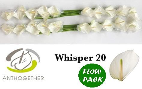 Срезанные цветы оптом Anthurium whisper от 20шт из Голландии с доставкой по России