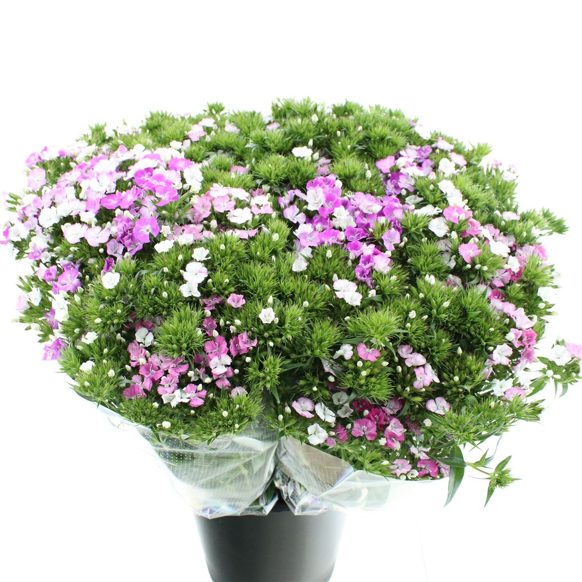 Срезанные цветы оптом Dianthus br amazon pink magic от 100шт из Голландии с доставкой по России