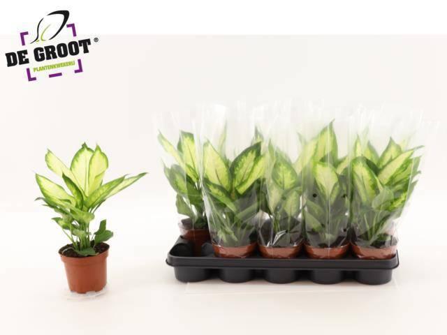 Горшечные цветы и растения оптом Dieff Camilla от 10шт из Голландии с доставкой по России