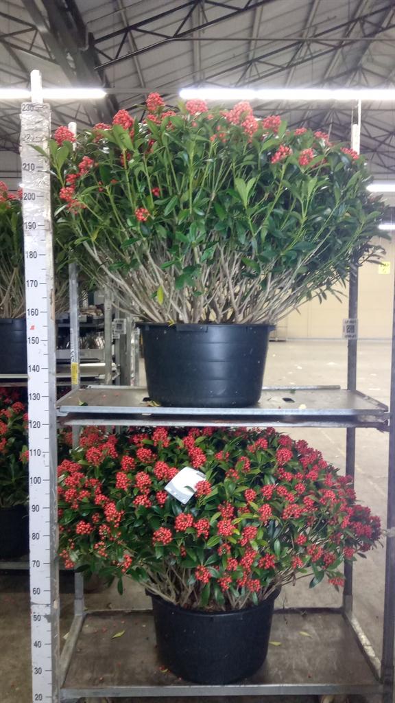 Горшечные цветы и растения оптом Skimmia Jap. pabella от 1шт из Голландии с доставкой по России
