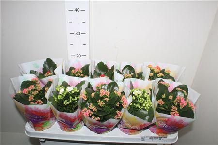 Горшечные цветы и растения оптом Kal Ge Gem 7 Kl от 10шт из Голландии с доставкой по России