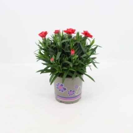 Горшечные цветы и растения оптом Dianthus Oscar Red от 12шт из Голландии с доставкой по России