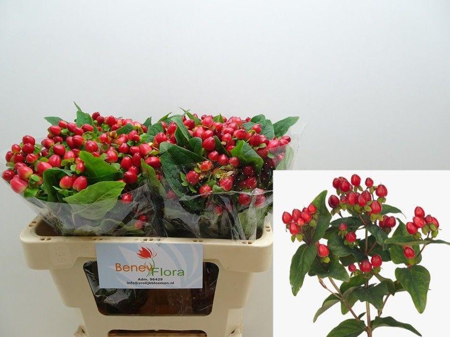 Срезанные цветы оптом Hypericum mag triumph от 50шт из Голландии с доставкой по России